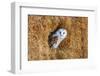Barn Owl in A Hay Bale-WhitcombeRD-Framed Photographic Print