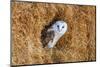 Barn Owl in A Hay Bale-WhitcombeRD-Mounted Photographic Print