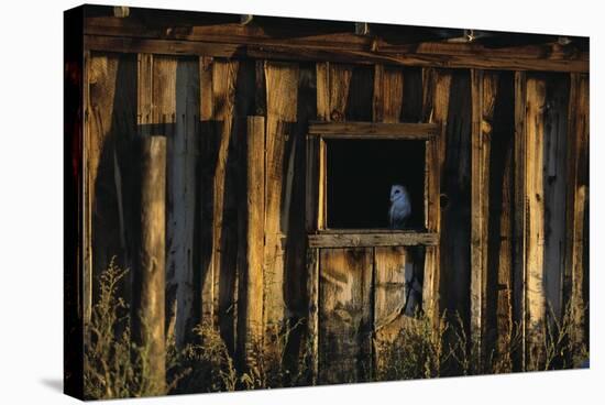 Barn Owl in Barn Window-W. Perry Conway-Stretched Canvas