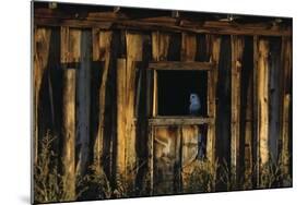 Barn Owl in Barn Window-W. Perry Conway-Mounted Photographic Print