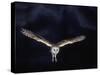Barn Owl in Flight, at Night-null-Stretched Canvas