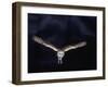 Barn Owl in Flight, at Night-null-Framed Photographic Print