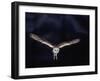 Barn Owl in Flight, at Night-null-Framed Photographic Print