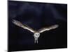 Barn Owl in Flight, at Night-null-Mounted Photographic Print