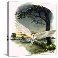 Barn Owl in Flight, Illustration from Peeps at Nature, 1963-null-Stretched Canvas