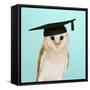 Barn Owl in Mortar Board-Andy and Clare Teare-Framed Stretched Canvas