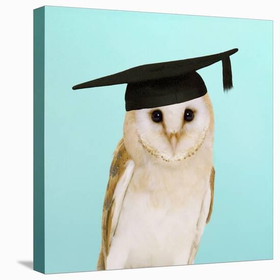 Barn Owl in Mortar Board-Andy and Clare Teare-Stretched Canvas