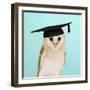 Barn Owl in Mortar Board-Andy and Clare Teare-Framed Photographic Print