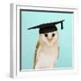 Barn Owl in Mortar Board-Andy and Clare Teare-Framed Photographic Print