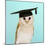 Barn Owl in Mortar Board-Andy and Clare Teare-Mounted Photographic Print