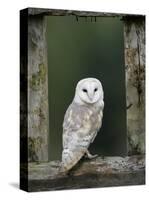 Barn Owl, in Old Farm Building Window, Scotland, UK Cairngorms National Park-Pete Cairns-Stretched Canvas