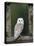 Barn Owl, in Old Farm Building Window, Scotland, UK Cairngorms National Park-Pete Cairns-Stretched Canvas