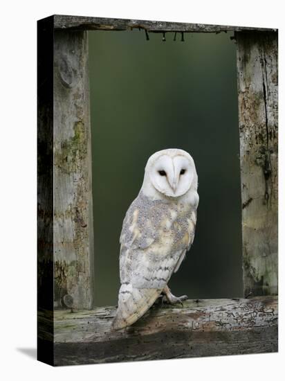 Barn Owl, in Old Farm Building Window, Scotland, UK Cairngorms National Park-Pete Cairns-Stretched Canvas