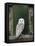 Barn Owl, in Old Farm Building Window, Scotland, UK Cairngorms National Park-Pete Cairns-Framed Stretched Canvas