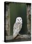 Barn Owl, in Old Farm Building Window, Scotland, UK Cairngorms National Park-Pete Cairns-Stretched Canvas