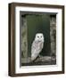 Barn Owl, in Old Farm Building Window, Scotland, UK Cairngorms National Park-Pete Cairns-Framed Premium Photographic Print