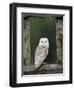 Barn Owl, in Old Farm Building Window, Scotland, UK Cairngorms National Park-Pete Cairns-Framed Premium Photographic Print