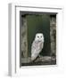 Barn Owl, in Old Farm Building Window, Scotland, UK Cairngorms National Park-Pete Cairns-Framed Premium Photographic Print