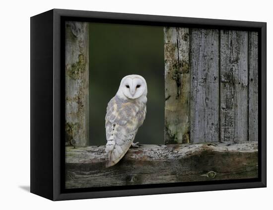 Barn Owl, in Old Farm Building Window, Scotland, UK Cairngorms National Park-Pete Cairns-Framed Stretched Canvas