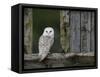 Barn Owl, in Old Farm Building Window, Scotland, UK Cairngorms National Park-Pete Cairns-Framed Stretched Canvas