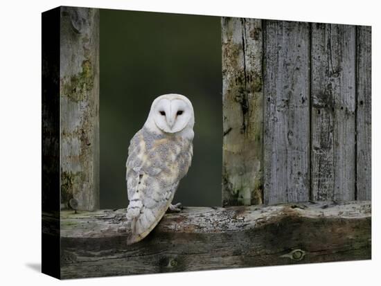 Barn Owl, in Old Farm Building Window, Scotland, UK Cairngorms National Park-Pete Cairns-Stretched Canvas
