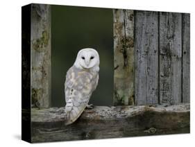 Barn Owl, in Old Farm Building Window, Scotland, UK Cairngorms National Park-Pete Cairns-Stretched Canvas