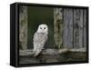 Barn Owl, in Old Farm Building Window, Scotland, UK Cairngorms National Park-Pete Cairns-Framed Stretched Canvas