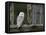 Barn Owl, in Old Farm Building Window, Scotland, UK Cairngorms National Park-Pete Cairns-Framed Stretched Canvas