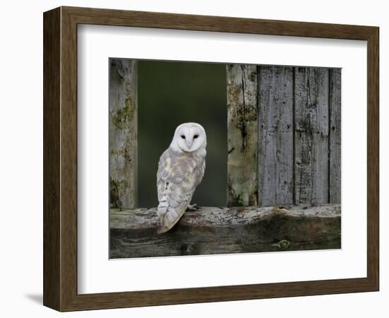 Barn Owl, in Old Farm Building Window, Scotland, UK Cairngorms National Park-Pete Cairns-Framed Premium Photographic Print