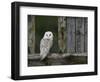 Barn Owl, in Old Farm Building Window, Scotland, UK Cairngorms National Park-Pete Cairns-Framed Premium Photographic Print