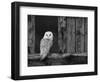 Barn Owl, in Old Farm Building Window, Scotland, UK Cairngorms National Park-Pete Cairns-Framed Premium Photographic Print