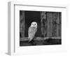 Barn Owl, in Old Farm Building Window, Scotland, UK Cairngorms National Park-Pete Cairns-Framed Premium Photographic Print
