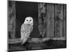 Barn Owl, in Old Farm Building Window, Scotland, UK Cairngorms National Park-Pete Cairns-Mounted Premium Photographic Print