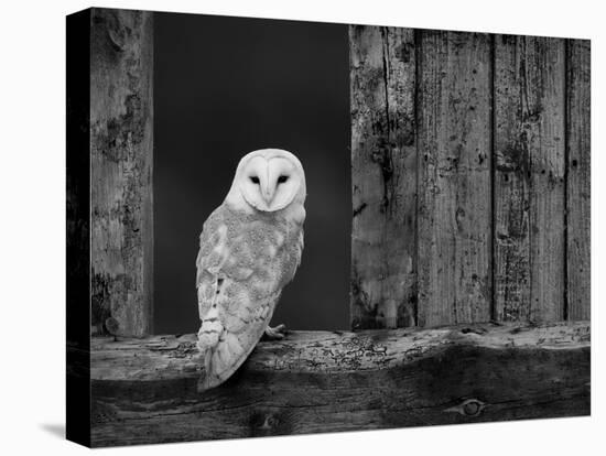 Barn Owl, in Old Farm Building Window, Scotland, UK Cairngorms National Park-Pete Cairns-Stretched Canvas