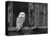 Barn Owl, in Old Farm Building Window, Scotland, UK Cairngorms National Park-Pete Cairns-Stretched Canvas