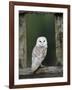 Barn Owl, in Old Farm Building Window, Scotland, UK Cairngorms National Park-Pete Cairns-Framed Photographic Print