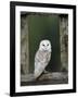 Barn Owl, in Old Farm Building Window, Scotland, UK Cairngorms National Park-Pete Cairns-Framed Photographic Print