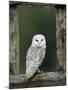 Barn Owl, in Old Farm Building Window, Scotland, UK Cairngorms National Park-Pete Cairns-Mounted Photographic Print