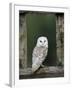 Barn Owl, in Old Farm Building Window, Scotland, UK Cairngorms National Park-Pete Cairns-Framed Photographic Print