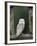 Barn Owl, in Old Farm Building Window, Scotland, UK Cairngorms National Park-Pete Cairns-Framed Photographic Print