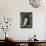 Barn Owl, in Old Farm Building Window, Scotland, UK Cairngorms National Park-Pete Cairns-Mounted Photographic Print displayed on a wall