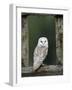 Barn Owl, in Old Farm Building Window, Scotland, UK Cairngorms National Park-Pete Cairns-Framed Photographic Print