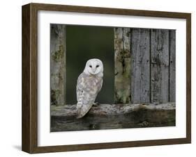 Barn Owl, in Old Farm Building Window, Scotland, UK Cairngorms National Park-Pete Cairns-Framed Photographic Print