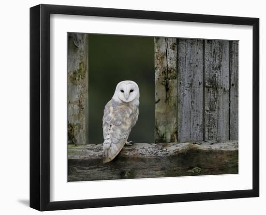 Barn Owl, in Old Farm Building Window, Scotland, UK Cairngorms National Park-Pete Cairns-Framed Photographic Print