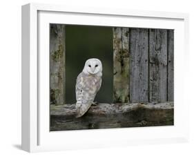 Barn Owl, in Old Farm Building Window, Scotland, UK Cairngorms National Park-Pete Cairns-Framed Photographic Print