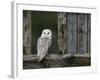 Barn Owl, in Old Farm Building Window, Scotland, UK Cairngorms National Park-Pete Cairns-Framed Photographic Print