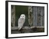 Barn Owl, in Old Farm Building Window, Scotland, UK Cairngorms National Park-Pete Cairns-Framed Photographic Print