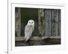 Barn Owl, in Old Farm Building Window, Scotland, UK Cairngorms National Park-Pete Cairns-Framed Photographic Print