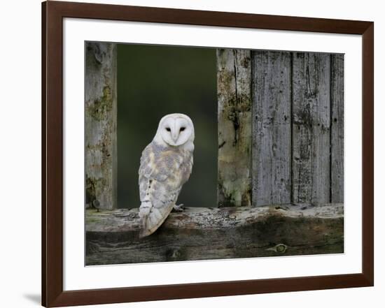 Barn Owl, in Old Farm Building Window, Scotland, UK Cairngorms National Park-Pete Cairns-Framed Photographic Print