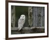 Barn Owl, in Old Farm Building Window, Scotland, UK Cairngorms National Park-Pete Cairns-Framed Photographic Print